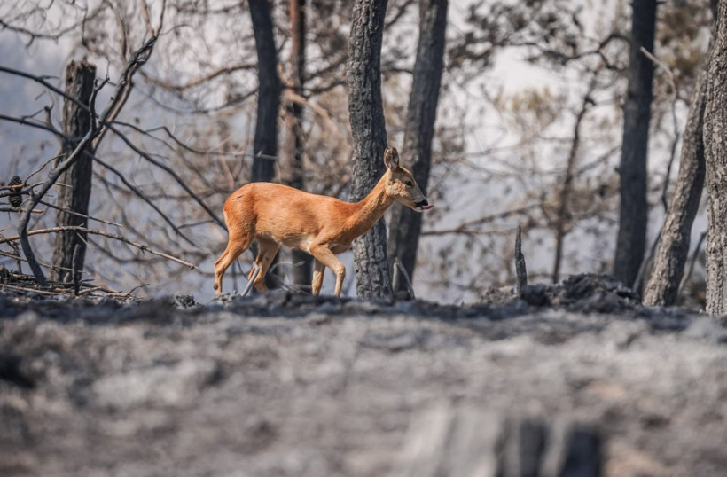 Can havliyle alevlerden kaçtı - Resim: 7