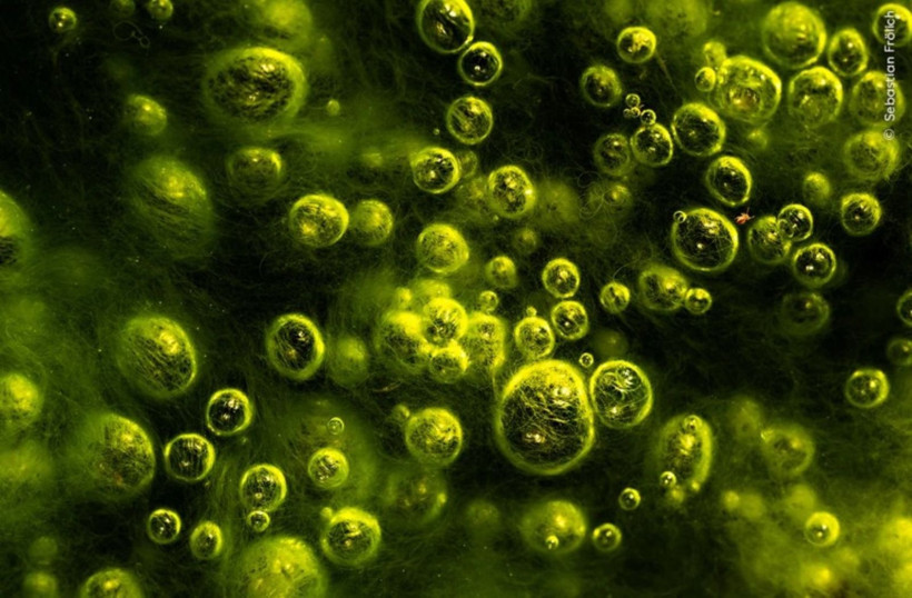 Vahşi Doğa Fotoğrafçılığı yarışmasının kazananları açıklandı: İşte büyüleyen kareler - Resim: 11