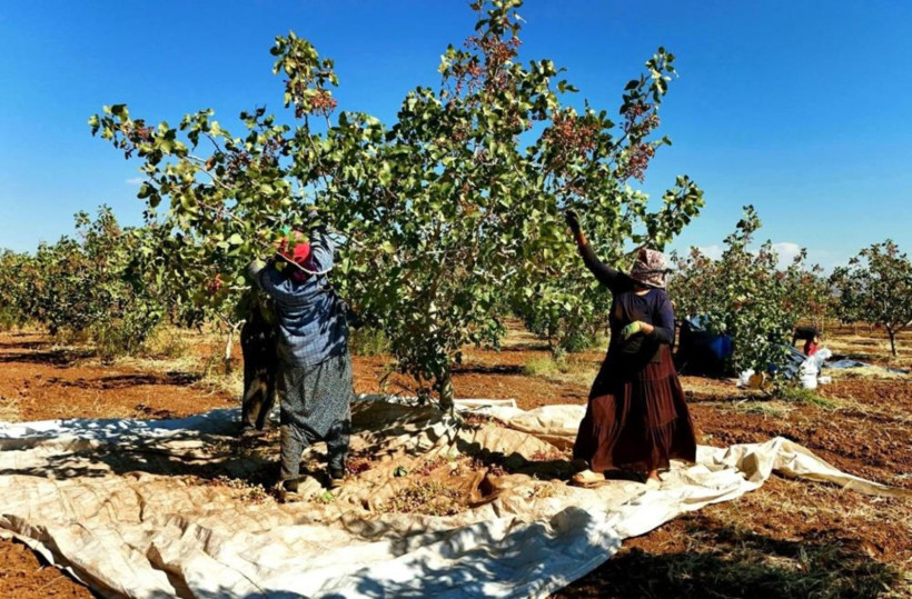 Zeytin ve buğday hasadında umduğunu bulamayan köylüler kazancı onda buldu - Resim : 2