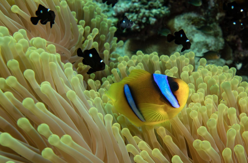 Kızıldeniz'in rengarenk sahipleri - Resim: 8