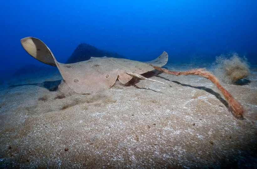 Hatay'da denize daldılar, büyülendiler - Resim: 19