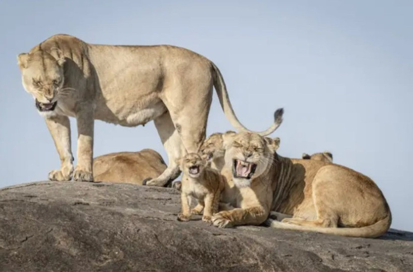 2025'in en komik hayvan fotoğrafları - Resim: 7