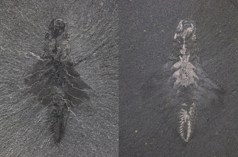 En şaşırtıcı özelliği üç gözlü olması değil - Resim : 1