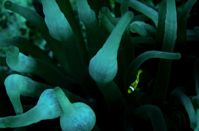 Kızıldeniz'in rengarenk sahipleri - Resim: 2