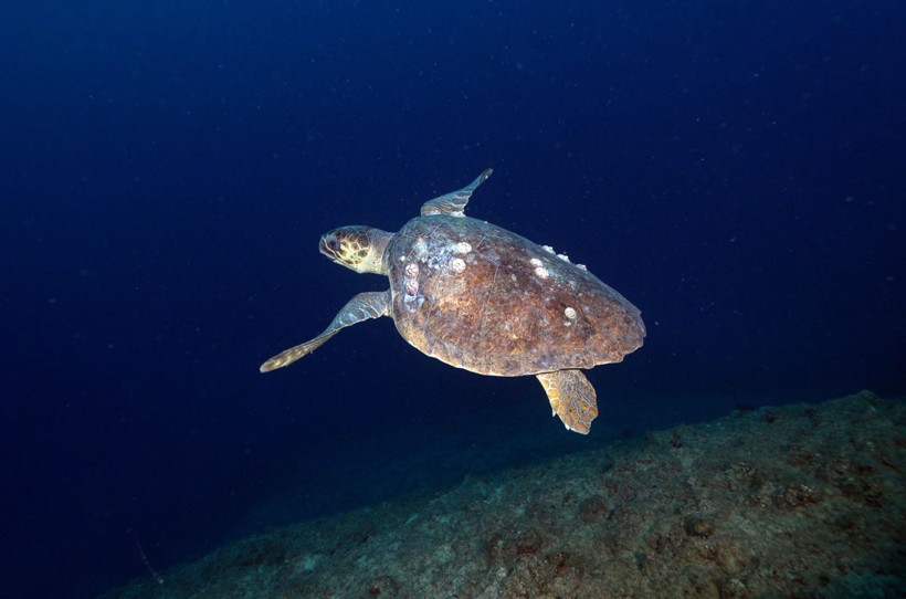 Hatay'da denize daldılar, büyülendiler - Resim: 1