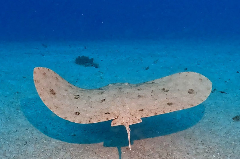 Hatay'da denize daldılar, büyülendiler - Resim: 22