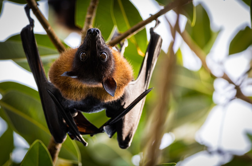 Nipah virüsü paniği: Yarasalardan bulaşıyor, vaka ve ölüm sayısı artıyor - Resim : 1