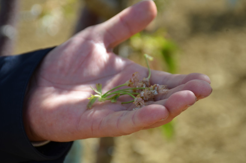 Erkenci kirazlar da don kurbanı: İlk kez böyle bir şey oluyor - Resim : 1