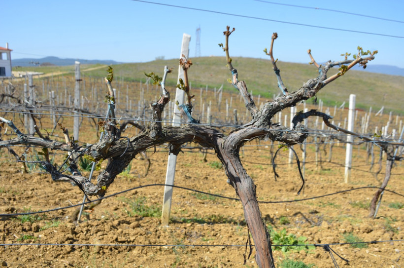 Erkenci kirazlar da don kurbanı: İlk kez böyle bir şey oluyor - Resim : 2