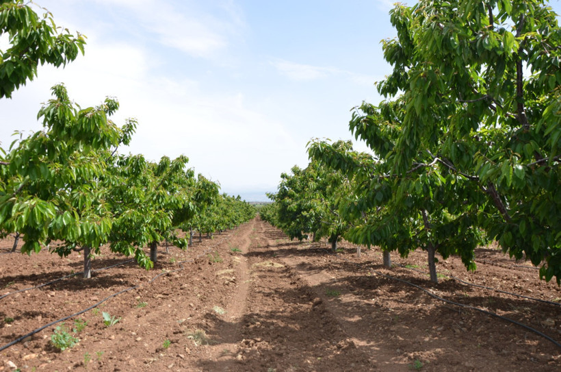 Donun faturası pazara yansıdı: Kilosu 500, tanesi 10 lira! - Resim : 3