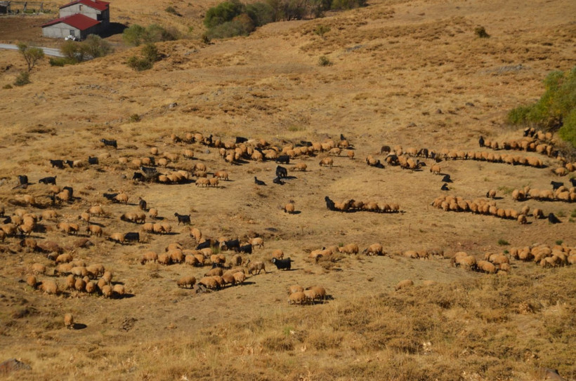 Göçerlerin iki aylık dönüş yolculuğu başladı - Resim: 1