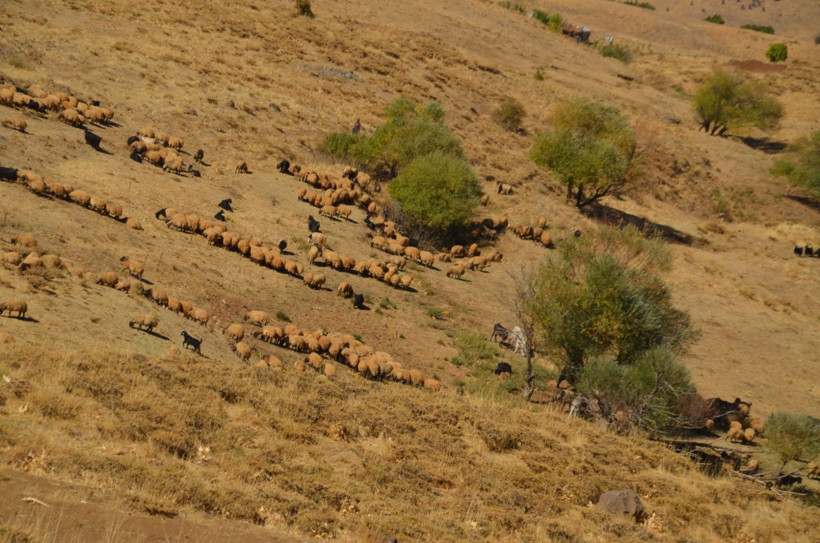 Göçerlerin iki aylık dönüş yolculuğu başladı - Resim: 2