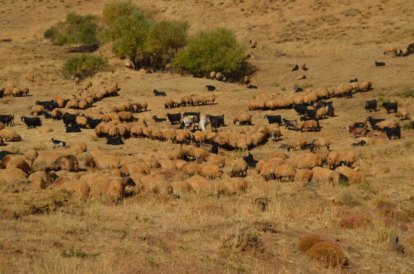 Göçerlerin iki aylık dönüş yolculuğu başladı - Resim: 5