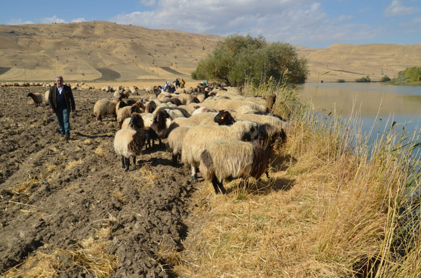 Göçerlerin iki aylık dönüş yolculuğu başladı - Resim: 6