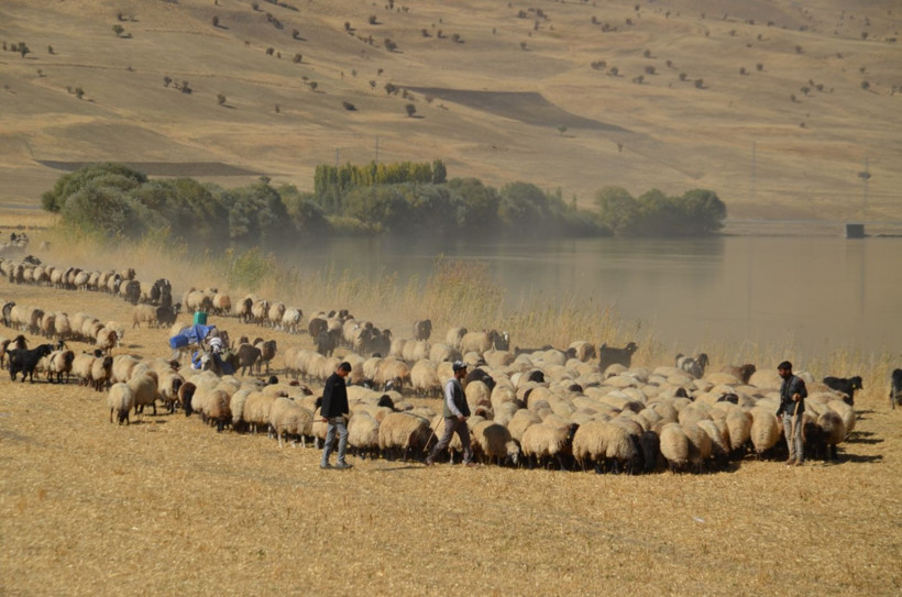 Göçerlerin iki aylık dönüş yolculuğu başladı - Resim: 7