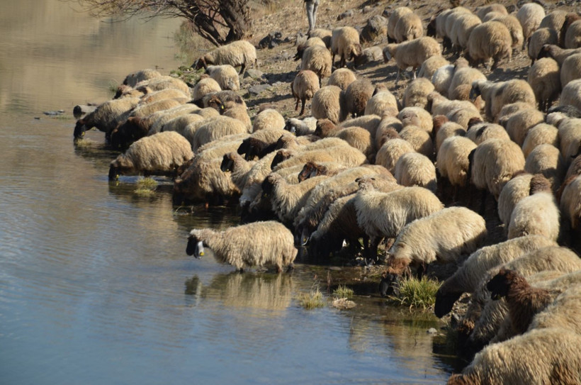 Göçerlerin iki aylık dönüş yolculuğu başladı - Resim: 8