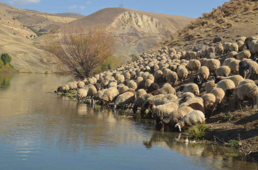 Göçerlerin iki aylık dönüş yolculuğu başladı - Resim: 4