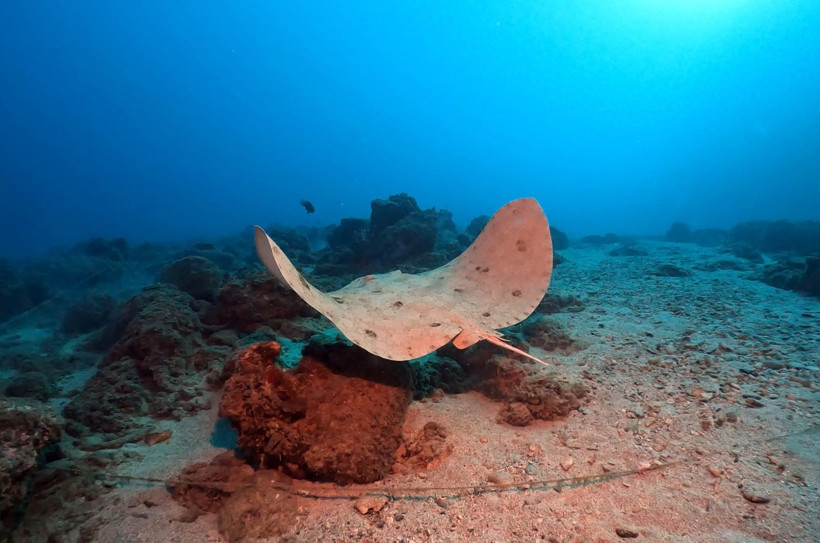 Hatay'da denize daldılar, büyülendiler - Resim: 23