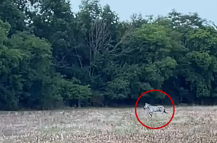 Kaçak evcil zebra böyle yakalandı - Resim : 2