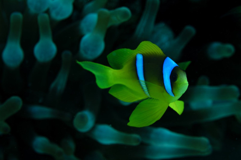 Kızıldeniz'in rengarenk sahipleri - Resim: 4