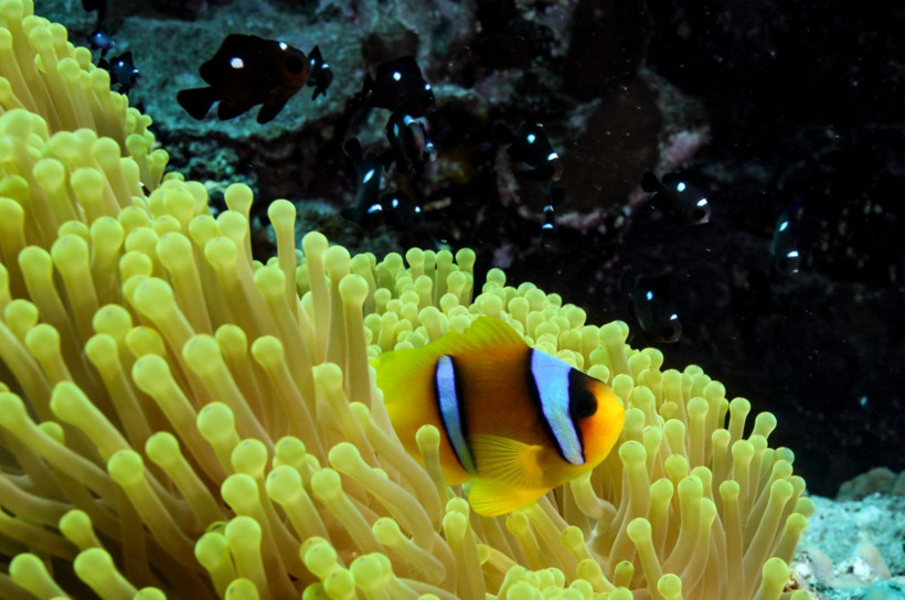 Kızıldeniz'in rengarenk sahipleri - Resim: 9