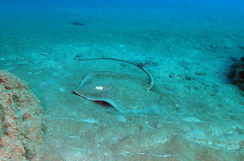 Hatay'da denize daldılar, büyülendiler - Resim: 25