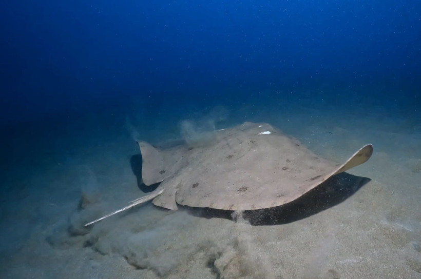 Hatay'da denize daldılar, büyülendiler - Resim: 27