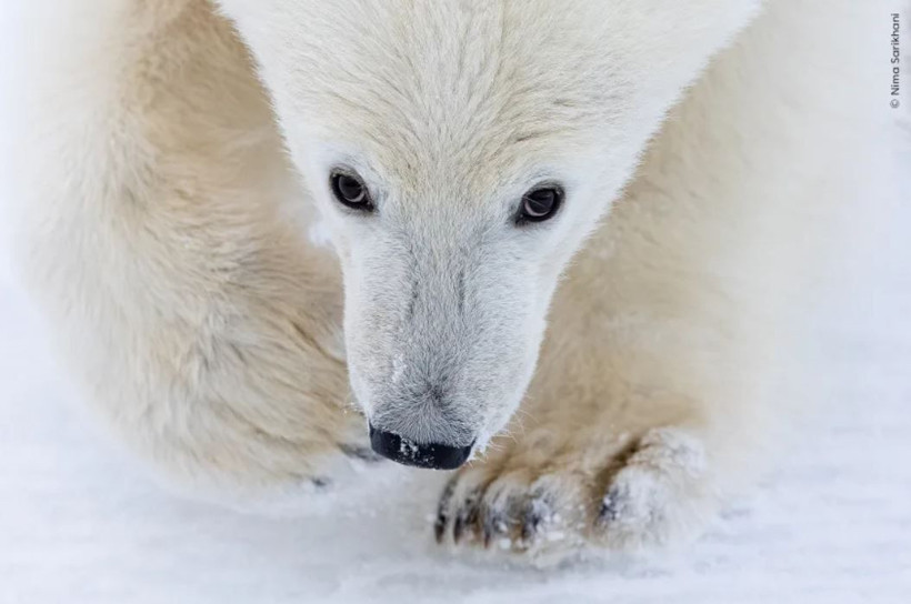 Vahşi doğadan çarpıcı anlar: Yılın en iyileri halk oylamasında - Resim: 1