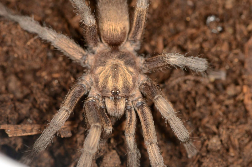 Türkiye'nin yeni tarantula türü tescillendi - Resim : 1