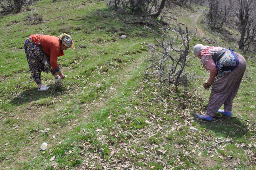 Dağlarda kendi kendine yetişiyor: Kilosunu 250 liradan satıyorlar - Resim : 2