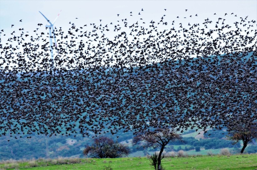 100 bin fotoğraf, tek bir amaç: Geleceğe doğayı bırakmak - Resim: 8