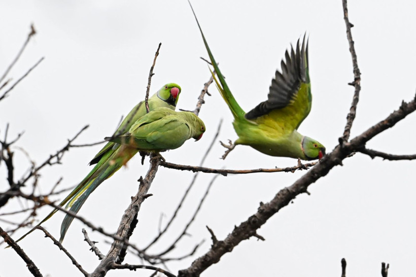Anıtkabir'deki yeşil papağanların sayısı artıyor - Resim: 2