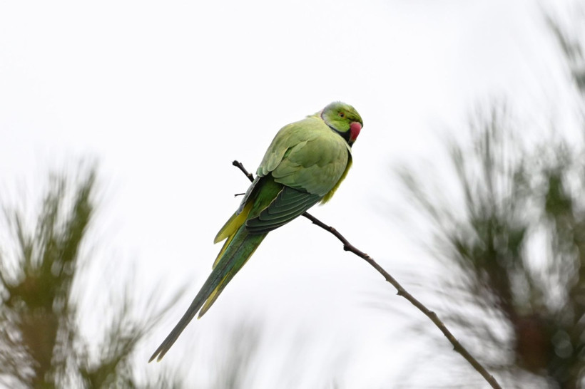 Anıtkabir'deki yeşil papağanların sayısı artıyor - Resim: 6