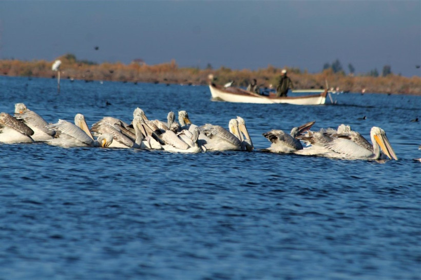 Nesli tehlike altındaki pelikan vurulmuş halde bulundu - Resim : 3