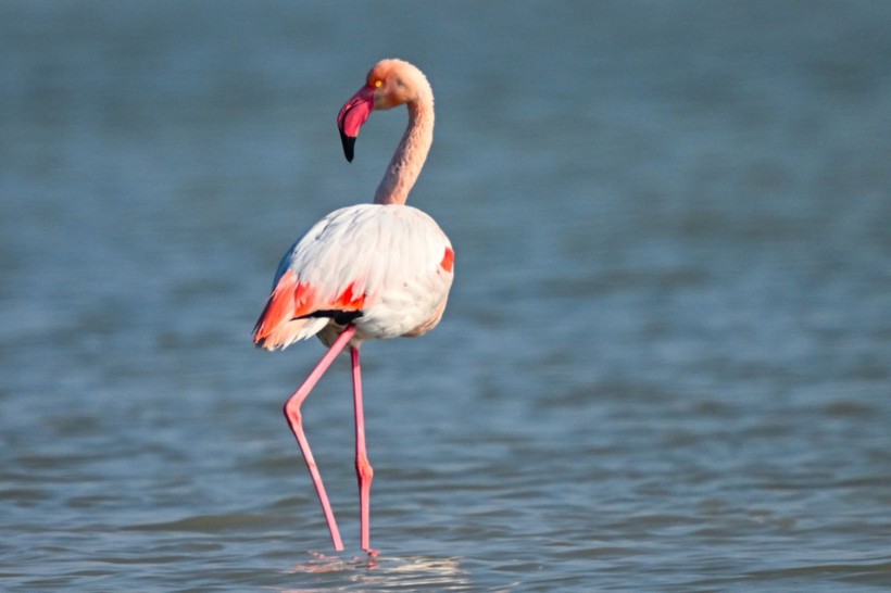 Doğu Akdeniz'de flamingo patlaması! İki katına çıktı - Resim: 1