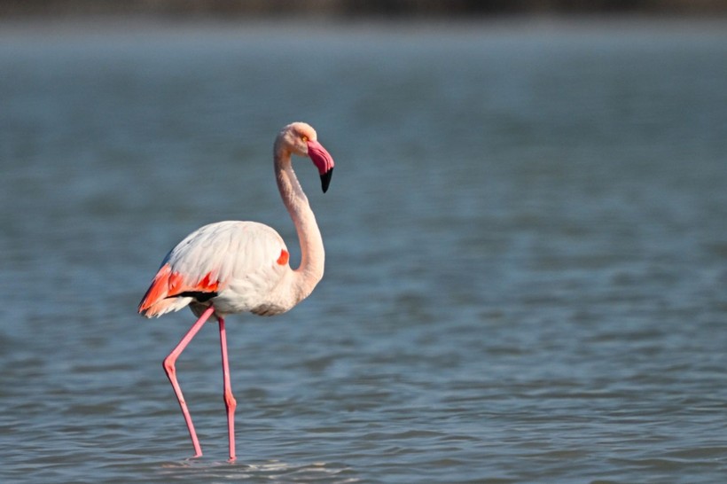 Doğu Akdeniz'de flamingo patlaması! İki katına çıktı - Resim: 4