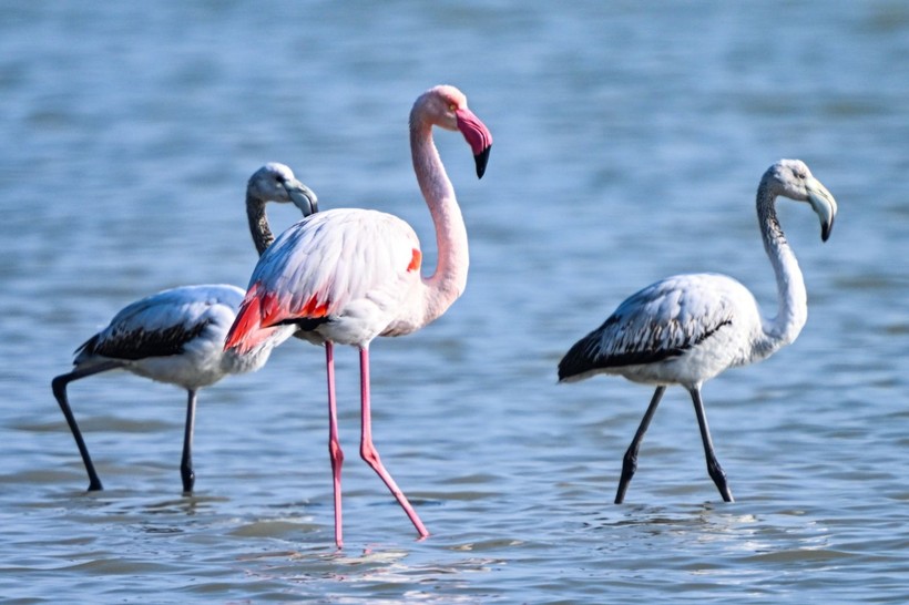 Doğu Akdeniz'de flamingo patlaması! İki katına çıktı - Resim: 7