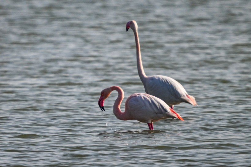 Doğu Akdeniz'de flamingo patlaması! İki katına çıktı - Resim: 9