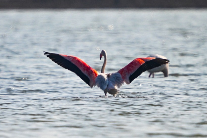 Doğu Akdeniz'de flamingo patlaması! İki katına çıktı - Resim: 10