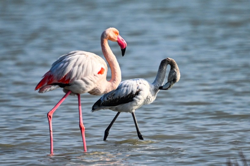 Doğu Akdeniz'de flamingo patlaması! İki katına çıktı - Resim: 11