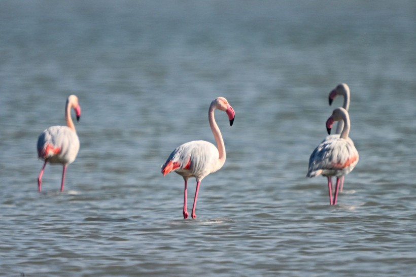 Doğu Akdeniz'de flamingo patlaması! İki katına çıktı - Resim: 12