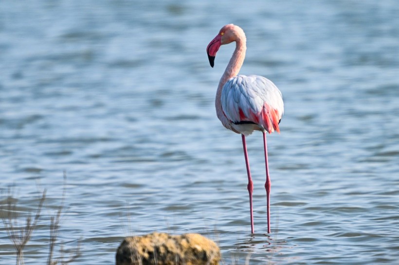 Doğu Akdeniz'de flamingo patlaması! İki katına çıktı - Resim: 15