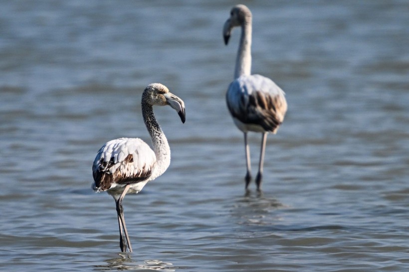 Doğu Akdeniz'de flamingo patlaması! İki katına çıktı - Resim: 16