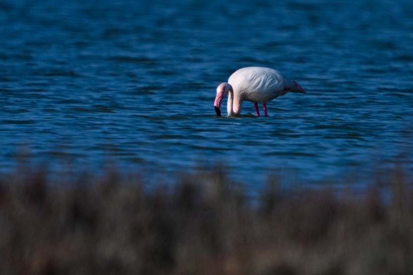 Doğu Akdeniz'de flamingo patlaması! İki katına çıktı - Resim: 17