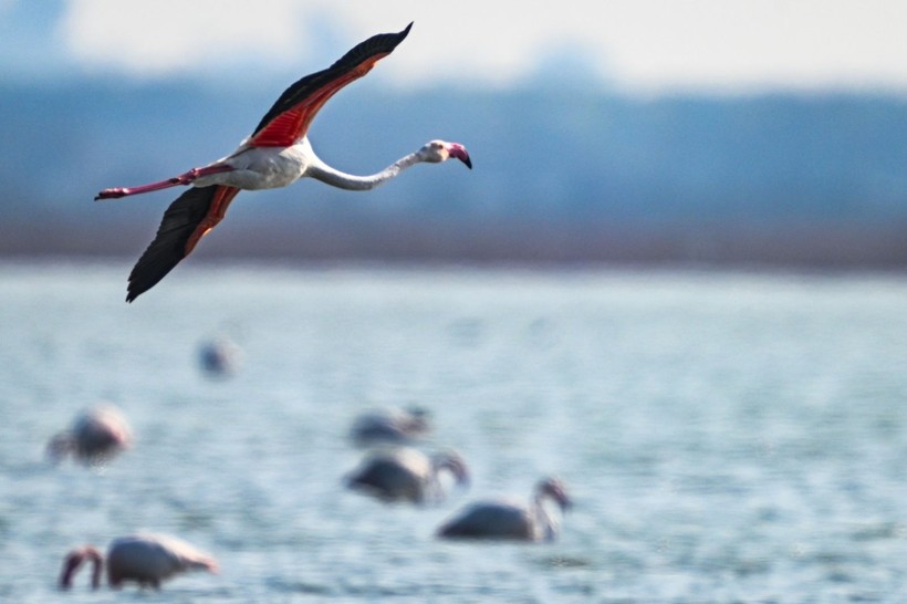 Doğu Akdeniz'de flamingo patlaması! İki katına çıktı - Resim: 18