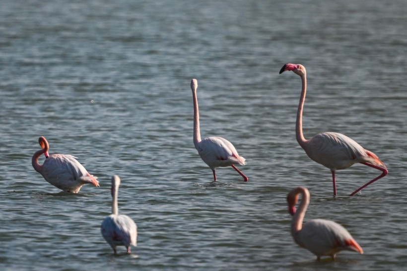 Doğu Akdeniz'de flamingo patlaması! İki katına çıktı - Resim: 19