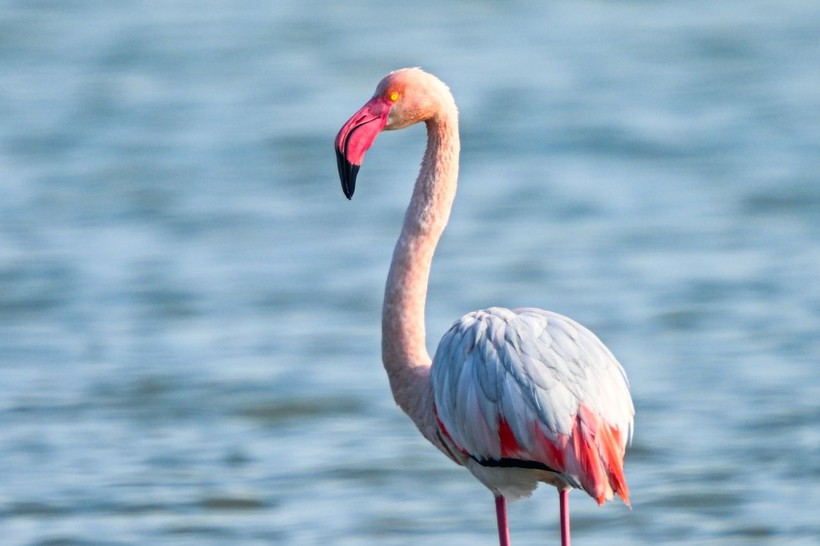 Doğu Akdeniz'de flamingo patlaması! İki katına çıktı - Resim: 22