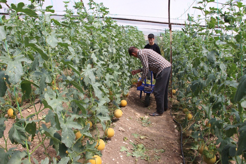 "Bu mevsimde kavun olmaz" dediler: Kilosunu 200 TL'den sattı - Resim : 1