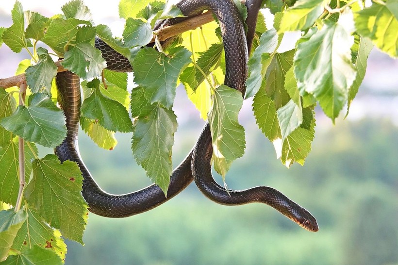 Bilim aşkına yüzlerce yılan tarafından ısırıldı - Resim: 9
