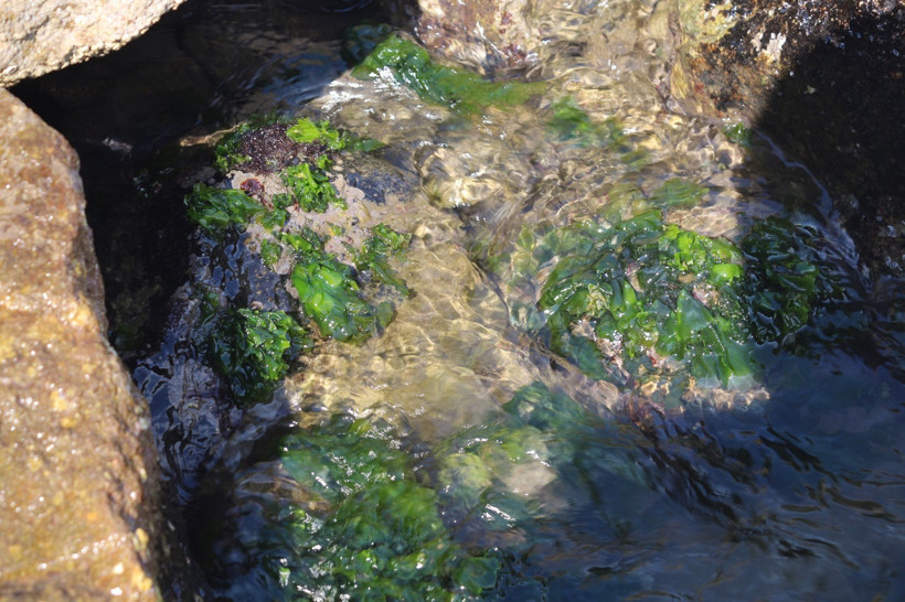 Japonların peşine düştüğü şifalı yosunlar Giresun’da bulundu - Resim : 1